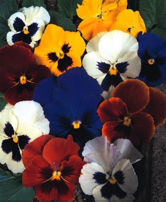 Picture of Pansy - Swiss Giants Mixed